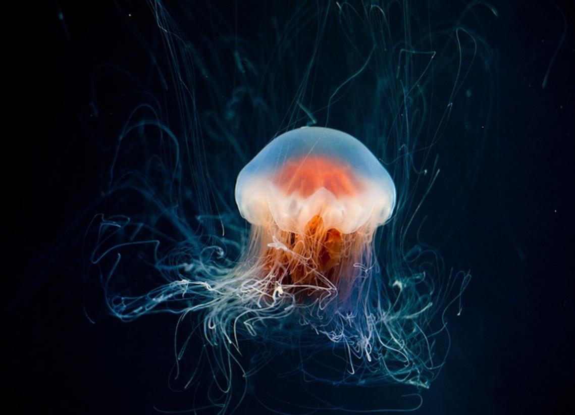 Comprendere l’intersezione dei sistemi GAL4/UAS, delle meduse bioluminescenti e della tecnologia dei droni